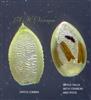  Upper fertile floret-Upper Lemma and Upper Palea